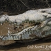 crocodile_american_tar_h_1524_cos2527.jpg